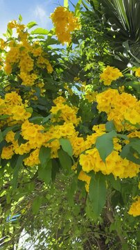 Beautiful vibrant yellow elder flowers blooming under the warm sun, Tecoma stans tree branches with sun flare.