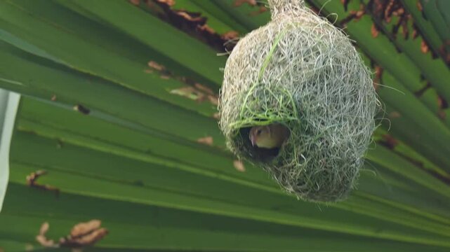 Baya Weaver Flying, Calling and Building After Nest Selection