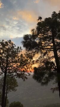 A spectacular footage of tall pine trees with an incredible sunset in the background. 