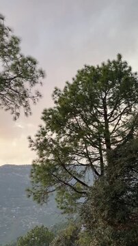 A spectacular footage of tall pine trees with an incredible sunset in the background. 