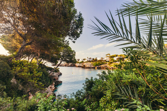 Palm and pine view over cove at Cala Esmeralda, Mallorca, Spain.