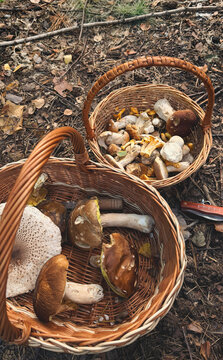 Various wild forest mushrooms outdoors. Selective focus.