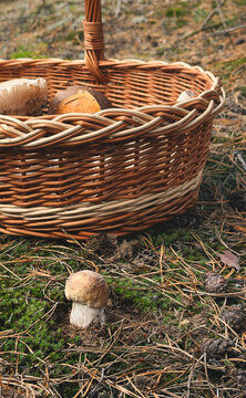 Various wild forest mushrooms outdoors. Selective focus.