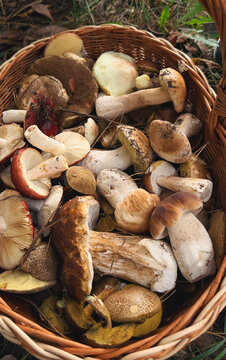 Various wild forest mushrooms outdoors. Selective focus.