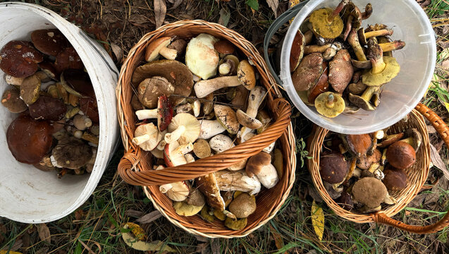 Various wild forest mushrooms outdoors. Selective focus.