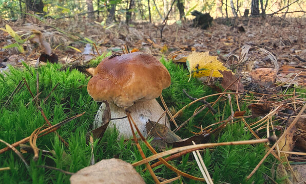 Various wild forest mushrooms outdoors. Selective focus.