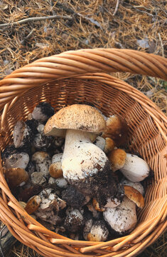 Various wild forest mushrooms outdoors. Selective focus.