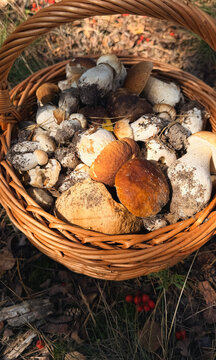 Various wild forest mushrooms outdoors. Selective focus.