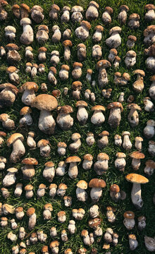 Various wild forest mushrooms outdoors. Selective focus.