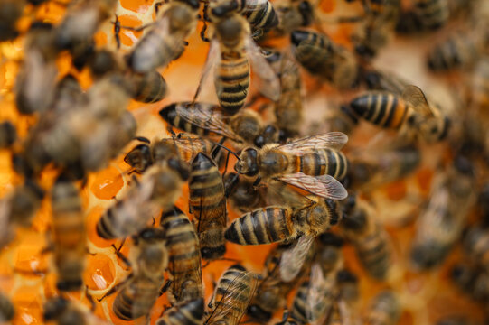 Close-up of a bee swarm on a golden honeycomb in a summer hive