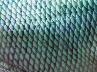 Close-up texture of blue fish scales © enginakyurt