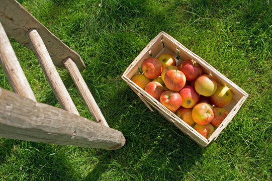 Picked apples in box on meadow, ladder