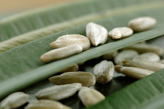 Sunflower seeds