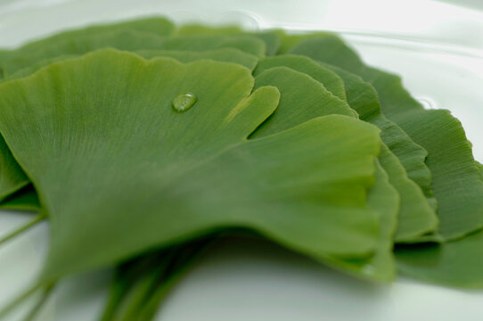 Ginkgo biloba with water drop