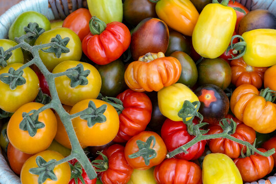 Basket full of varieties of fresh organics homegrown heirloom tomatoes in vegetable farmer market for food ingredient and nutrition during harvest season