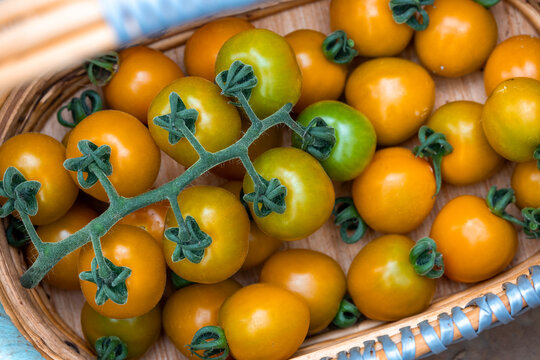 Basket full of varieties of fresh organics homegrown heirloom golden tomatoes in the vegetable farmer market for food ingredient and nutrition during harvest season