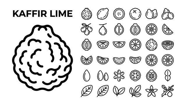 Kaffir Lime Collection: A comprehensive collection of line art icons showcasing the kaffir lime fruit, its various cuts, leaves, flowers, and related citrus elements.