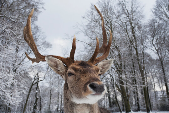 Germany, Cologne, Animal Reserve, Male fallow deer at lindenthaler tierpark