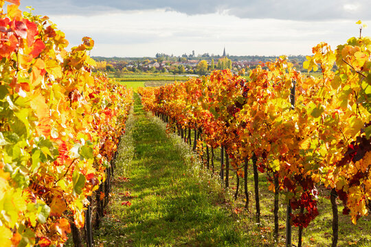 Autumn leaves cover the vineyard rows in Freinsheim Germany