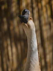 Close-up portrait of a goose on a farm © enginakyurt