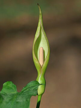 Flower of Lord and ladies or snakeshead plant, Arum maculatum