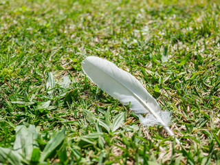White bird feather on green grass © enginakyurt
