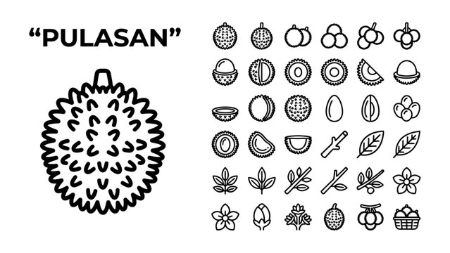 Pulsan Fruit Icons: A collection of stylized line art icons representing the exotic pulasan fruit, its segments, seeds, leaves, and blossoms, alongside various other tropical fruits.