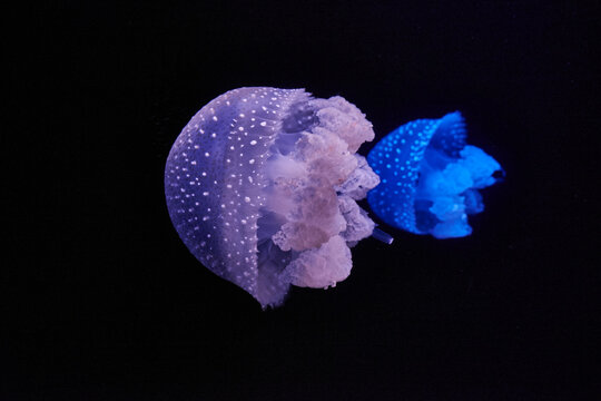 Blue and purple shining jellyfishes in front of black background