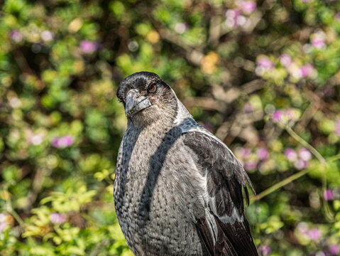 Australian Magpie Head Cocked Sideways
