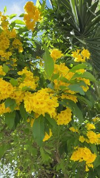 Beautiful vibrant yellow elder flowers swaying in the breeze under a clear blue sky