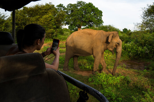 Woman on safari jeep photographing elephant in Sri Lanka jungle