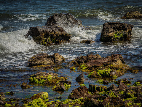  Bright Green Weed On Rocks Before Surf