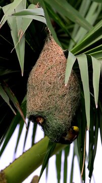 Baya Weaver Female Inspecting the Inside of a Two-Level Nest