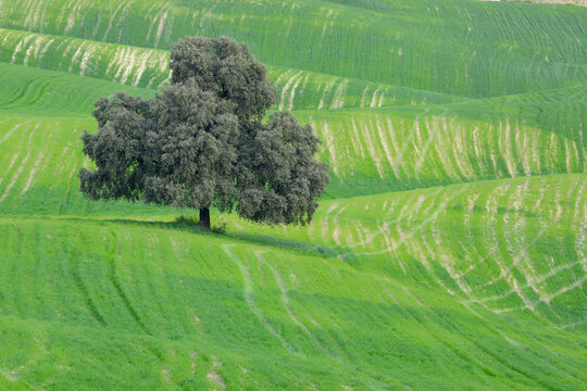A single Holm Oak stands in a green spring field in Andalusia