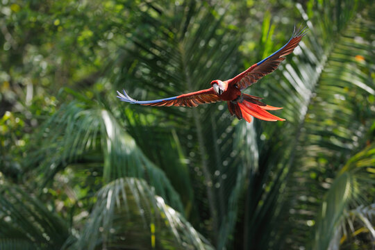 A vibrant Scarlet Macaw parrot takes flight over the stunning Bay Islands of Roatan in Honduras, Latin America