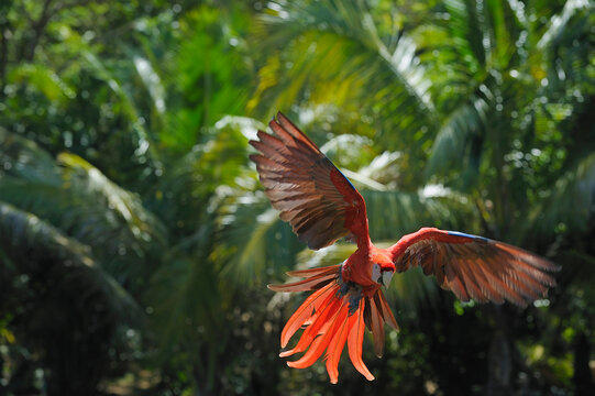 A Scarlet macaw parrot takes flight in Roatan, one of the Bay Islands in Honduras, located in Latin America
