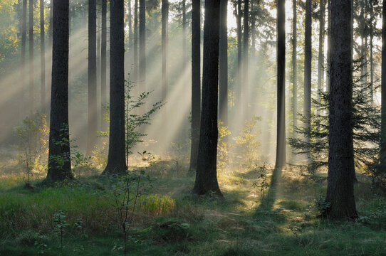 Germany, Saxony, Misty forest