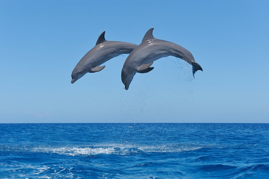 Honduras, Bay Islands, Roatan, two bottlenose dolphins (Tursiops truncatus) jumping in the air
