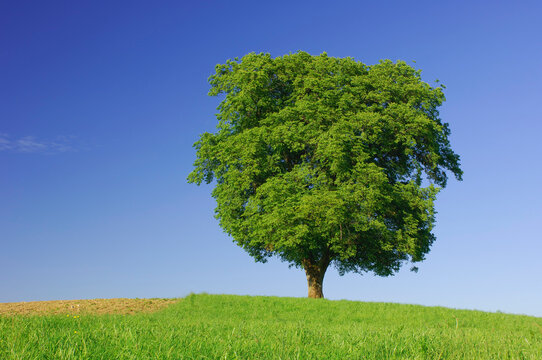Single beech tree on a meadow in front of blue sky