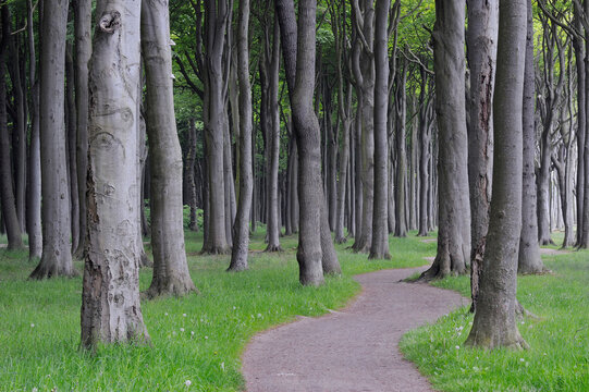 Mecklenburg-Western Pomerania, Pathway through beech tree forest