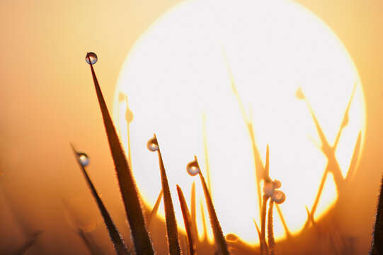 Dew drops on grass, sun in background, close-up