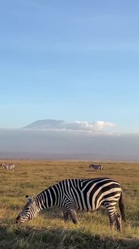 Zabra in the savannah of wild