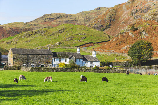 United Kingdom, England, Cumbria, Lake District, cows grazing in the countryside next to Wrynose Pass