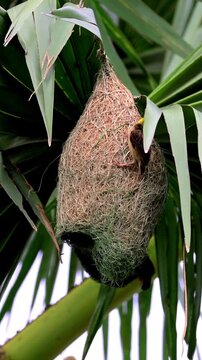 Baya Weaver Transforming an Existing Nest into a Two-Level Structure