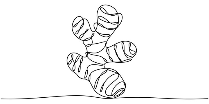 Continuous single line drawing of a fresh ginger root spice Vector, illustration