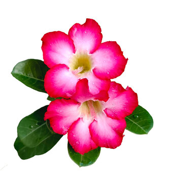 Adenium obesum flowers with other names like Desert rose, Mock Azalea, Pink bignonia or Impala lily. It has pink flower with 5 petals. Transparent background, isolated, white background, PNG file.