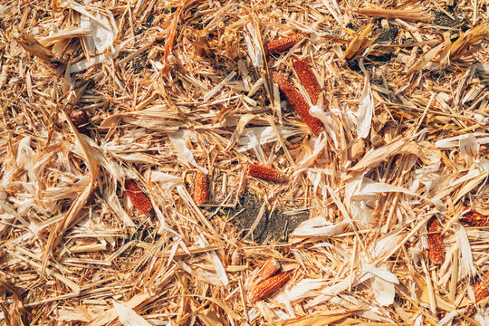 Dried corn cobs scattered across harvested maize residue in an agricultural field. Post-harvest crop remains, corn stover, biomass, agricultural waste and sustainable farming concept.