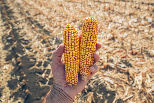Farmer holding a pair of ripe yellow ears of maize over harvested ground. Concept of successful crop yield, agricultural inspection, organic grain harvest, and farming abundance.