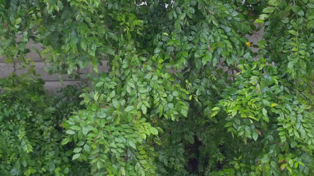 Amidst a violent rainstorm and strong winds that buffeted the area, causing the trees to sway