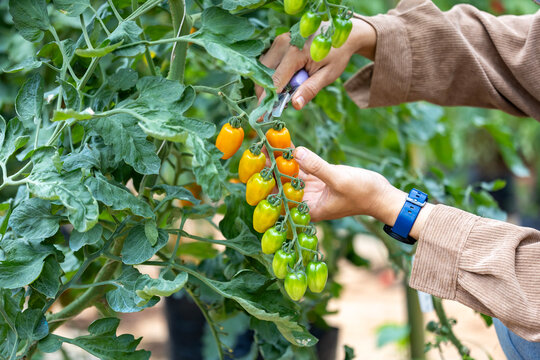 Farmer is picking fresh tomatoes in the field of organics vegetables garden for harvest season and healthy diet food in countryside homestead for agriculture and homestead produce